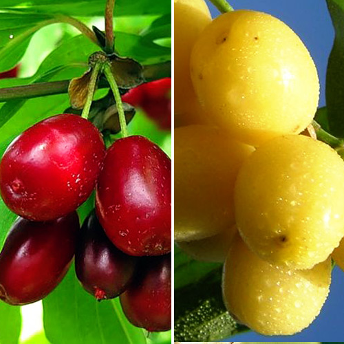 Суперпредложение! Комплект кизилов из 2-х саженцев изображение 1 артикул 8491