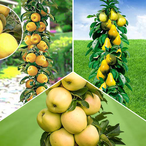 Комплект колоновидных деревьев Осенняя удача из 3 саженцев артикул фото 1 Комплект колоновидных деревьев Осенняя удача из 3 саженцев изображение 1 артикул 1935