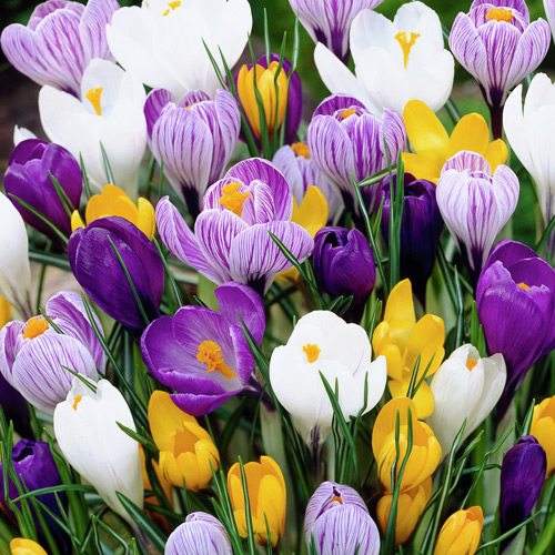 Суперпредложение! Комплект Крокус, микс из 50-ти луковиц изображение 1 артикул 67939