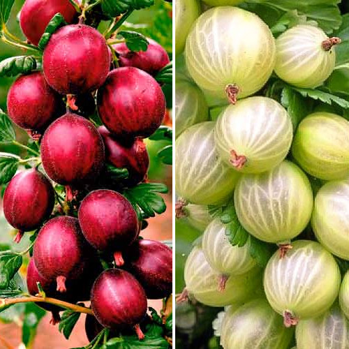 Суперпредложение! Комплект крыжовника Триумф из 4 саженцев артикул фото 1 Суперпредложение! Комплект крыжовника Триумф из 4 саженцев изображение 1 артикул 8104