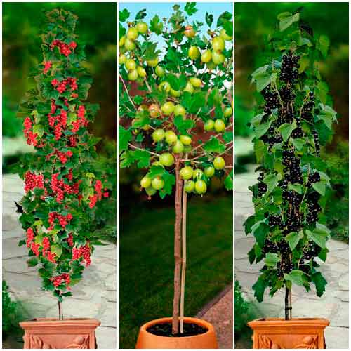 Суперпредложение! Комплект ягодных культур на штамбе из 3 саженцев артикул фото 1 Суперпредложение! Комплект ягодных культур на штамбе из 3 саженцев изображение 1 артикул 8014