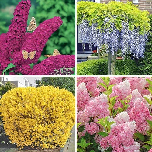 Комплект Летняя коллекция из 4 саженцев изображение 1 артикул 9187