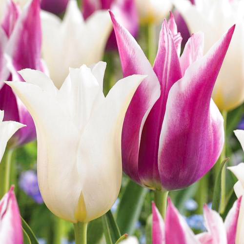 Суперпредложение! Комплект лилиецветных тюльпанов из 2-х сортов артикул фото 1 Суперпредложение! Комплект лилиецветных тюльпанов из 2-х сортов изображение 1 артикул 67915