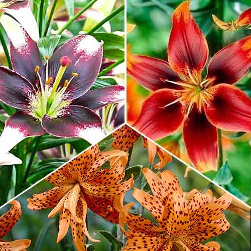 Суперпредложение! Комплект лилий Хот Шоколад из 3 луковиц изображение 1 артикул 68202