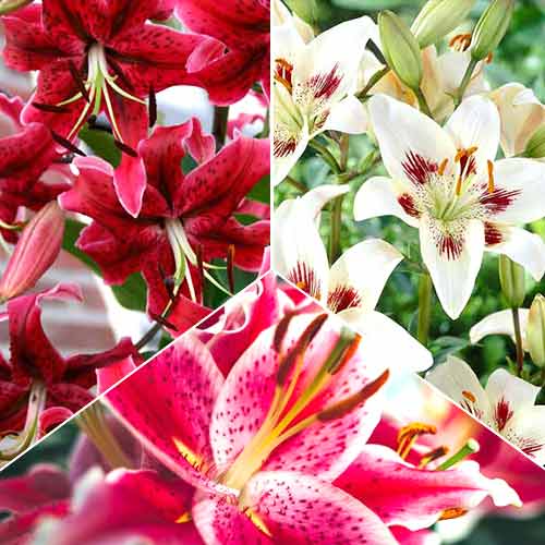 Суперпредложение! Комплект лилий Хот Шоколад из 6-ти луковиц изображение 1 артикул 67051