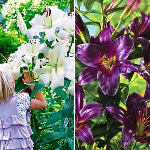 Суперпредложение! Комплект лилий из 2-х сортов изображение 1 артикул 67049