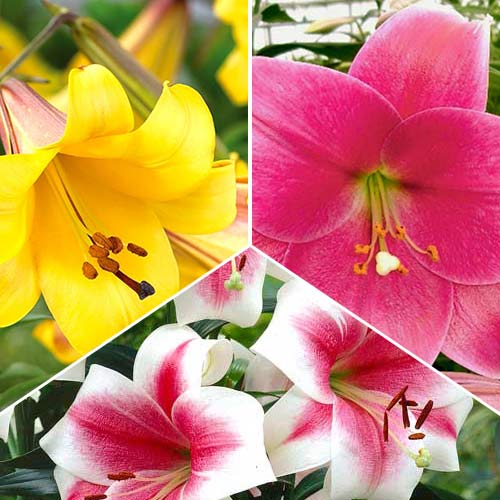 Комплект лилий-деревьев Гигантум из 3 сортов изображение 1 артикул 76510