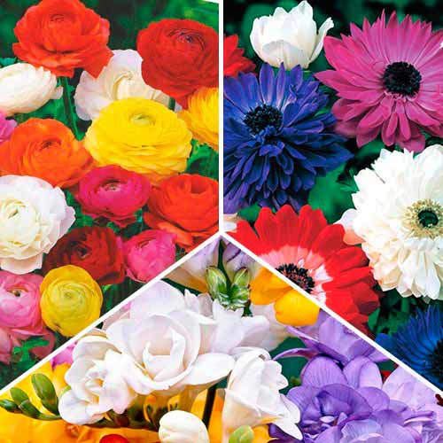 Суперпредложение! Комплект фрезий, анемон, ранункулюсов из 30-ти луковиц изображение 1 артикул 67047