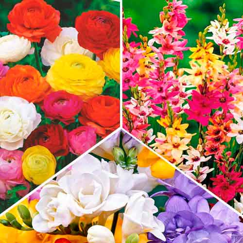 Суперпредложение! Комплект фрезий, иксий, ранункулюсов из 30-ти луковиц изображение 1 артикул 67045