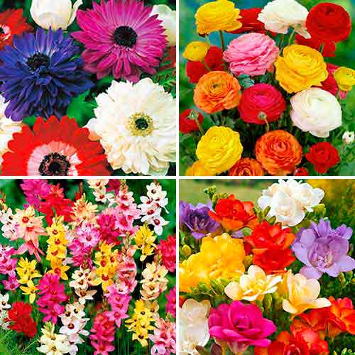 Суперпредложение! Комплект фрезий, иксий, ранункулюсов, анемон из 40-ка луковиц изображение 1 артикул 67046