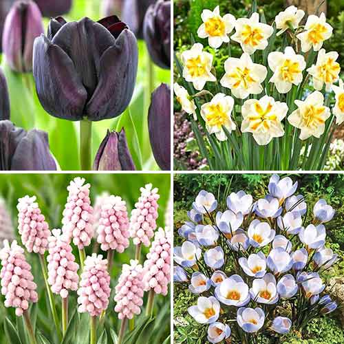 Суперпредложение! Комплект луковиц Spring Garden из 4 сортов артикул фото 1 Суперпредложение! Комплект луковиц Spring Garden из 4 сортов изображение 1 артикул 70320