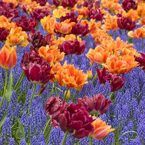 Суперпредложение! Комплект махровых тюльпанов и мускари из 30-ти луковиц артикул фото 1 Суперпредложение! Комплект махровых тюльпанов и мускари из 30-ти луковиц изображение 1 артикул 67907