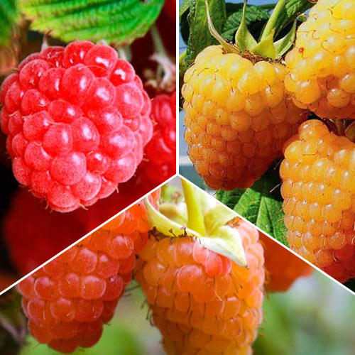 Комплект малины крупноплодной из 3 саженцев изображение 1 артикул 7640