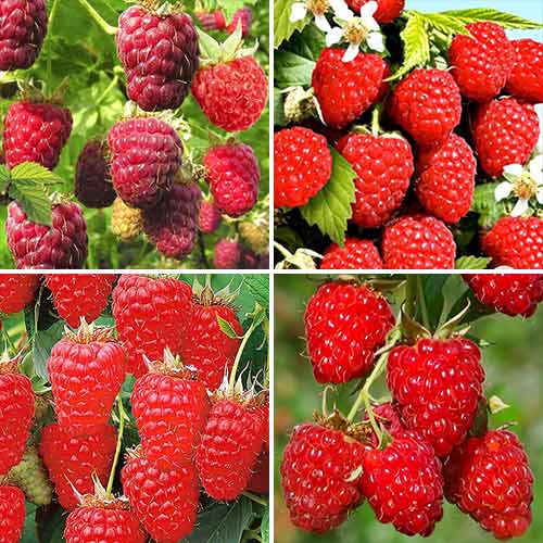 Комплект Малиновых деревьев Богатый урожай из 4 саженцев артикул фото 1 Комплект Малиновых деревьев Богатый урожай из 4 саженцев изображение 1 артикул 7589