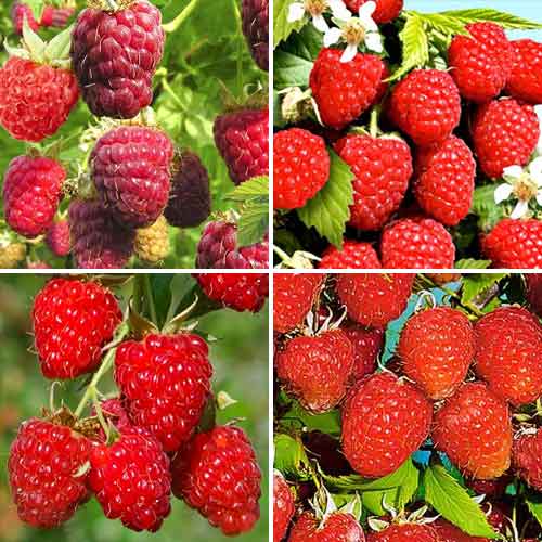 Суперпредложение! Комплект Малиновых деревьев из 4 саженцев изображение 1 артикул 8123