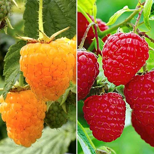 Комплект малины Зюгана из 2 саженцев изображение 1 артикул 7583