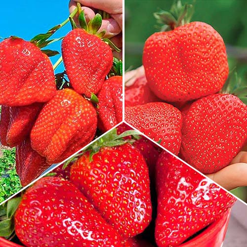 Суперпредложение! Комплект Мегаурожай из 3 сортов земляники артикул фото 1 Суперпредложение! Комплект Мегаурожай из 3 сортов земляники изображение 1 артикул 9828