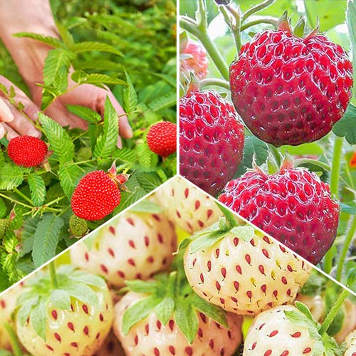 Суперпредложение! Комплект Микс из 3 сортов земляники артикул фото 1 Суперпредложение! Комплект Микс из 3 сортов земляники изображение 1 артикул 8091