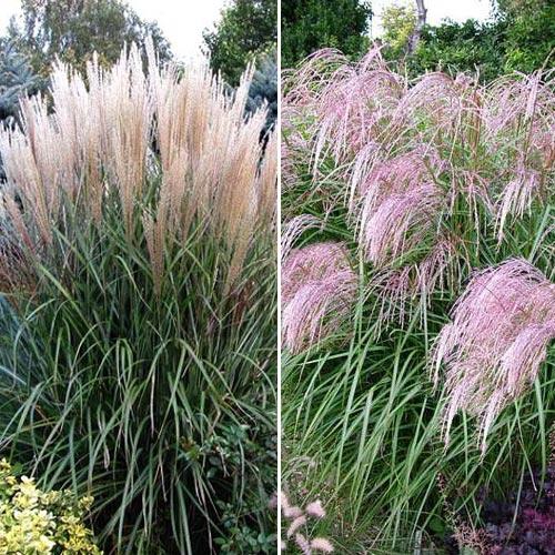 Суперпредложение! Мискантусы из 2-х сортов  изображение 1 артикул 7291