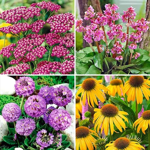 Комплект многолетников Love collection из 4 сортов изображение 1 артикул 76674