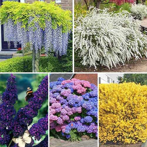 Комплект Многолетний сад из 5 саженцев артикул фото 1 Комплект Многолетний сад из 5 саженцев изображение 1 артикул 9190