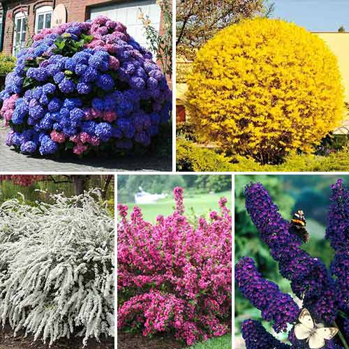 Суперпредложение! Комплект Многолетний сад из 5 саженцев изображение 1 артикул 9185