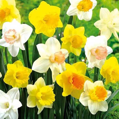 Суперпредложение! Комплект нарциссов, микс из 25-ти луковиц изображение 1 артикул 70314