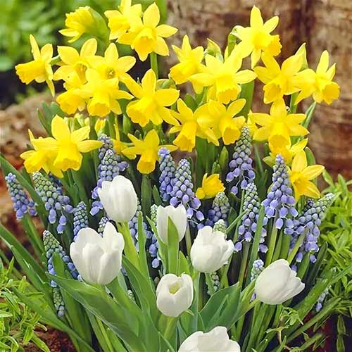 Суперпредложение! Комплект нарциссов, мускари и тюльпан Грейга из 30-ти луковиц изображение 1 артикул 67902