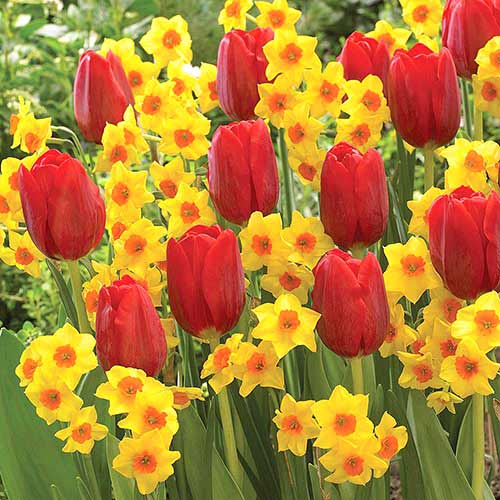 Суперпредложение! Комплект нарциссов, тюльпанов Триумф из 25-ти луковиц артикул фото 1 Суперпредложение! Комплект нарциссов, тюльпанов Триумф из 25-ти луковиц изображение 1 артикул 67906