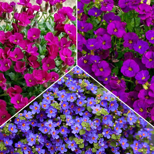 Суперпредложение! Обриета из 3-х сортов изображение 1 артикул 7292