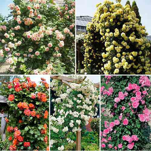 Суперпредложение! Комплект плетистых роз Долина роз из 5 сортов изображение 1 артикул 2762