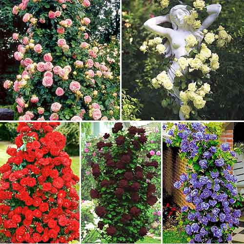 Суперпредложение! Комплект роз плетистых из 5-ти саженцев изображение 1 артикул 2714