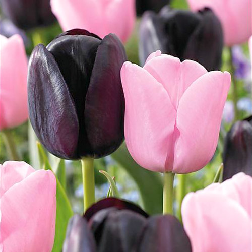 Суперпредложение! Комплект поздних тюльпанов из 2-х сортов артикул фото 1 Суперпредложение! Комплект поздних тюльпанов из 2-х сортов изображение 1 артикул 67916