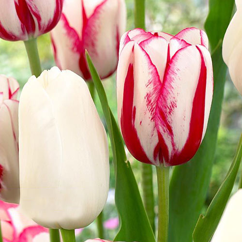 Суперпредложение! Комплект поздних тюльпанов из 25-ти луковиц артикул фото 1 Суперпредложение! Комплект поздних тюльпанов из 25-ти луковиц изображение 1 артикул 67917