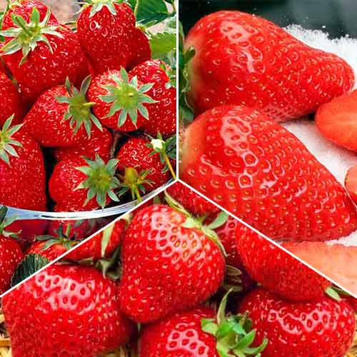 Суперпредложение! Комплект Ранний из 3 сортов земляники артикул фото 1 Суперпредложение! Комплект Ранний из 3 сортов земляники изображение 1 артикул 4994