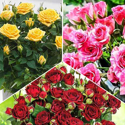 Комплект роз спрей Триколор из 3 сортов изображение 1 артикул 2321