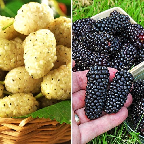 Комплект шелковиц из 2 саженцев изображение 1 артикул 9318