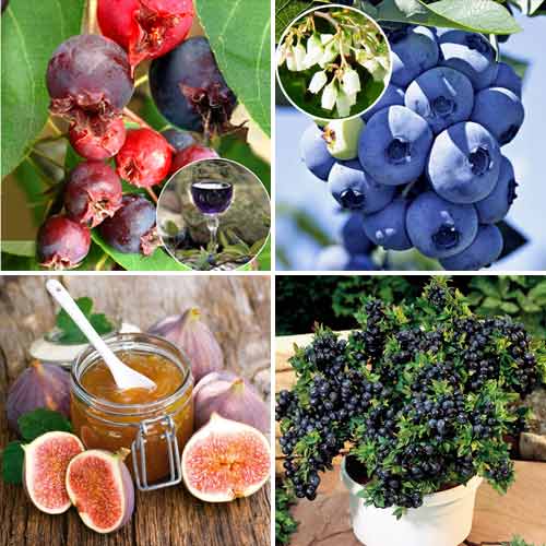 Суперпредложение! Комплект Сладкая жизнь из 4 саженцев артикул фото 1 Суперпредложение! Комплект Сладкая жизнь из 4 саженцев изображение 1 артикул 8498