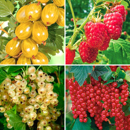 Суперпредложение! Комплект Сластена из 5 саженцев артикул фото 1 Суперпредложение! Комплект Сластена из 5 саженцев изображение 1 артикул 8110