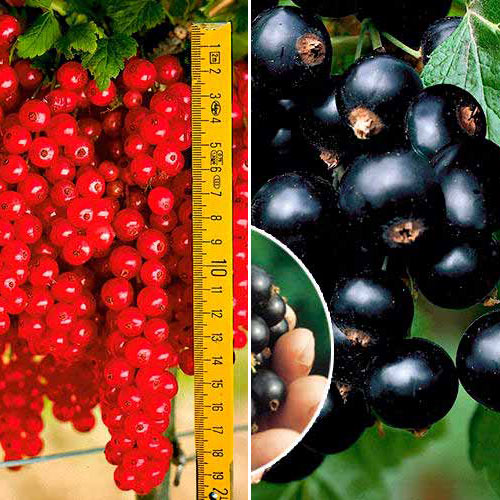 Комплект смородины Сладкая гроздь из 2 саженцев изображение 1 артикул 7644