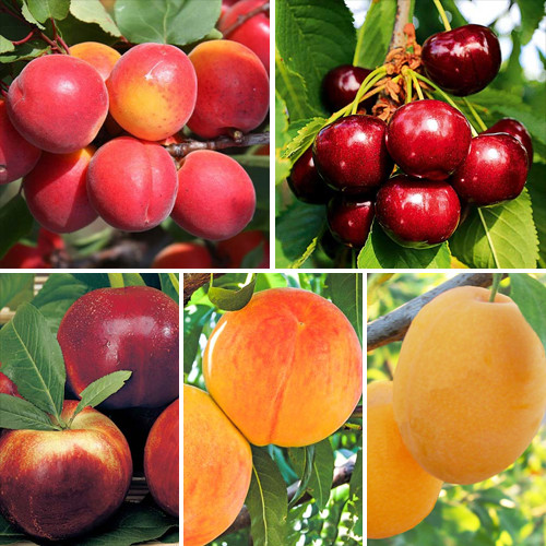 Суперпредложение! Комплект Сочная долина из 5 саженцев изображение 1 артикул 8686