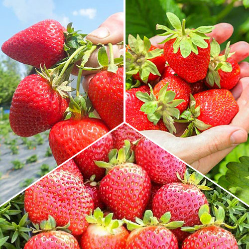 Комплект земляники Суперремонтантный из 3 сортов артикул фото 1 Комплект земляники Суперремонтантный из 3 сортов изображение 1 артикул 9825