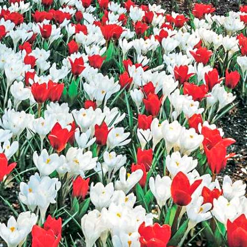 Комплект тюльпанов, крокусов из 2-х сортов изображение 1 артикул 67543