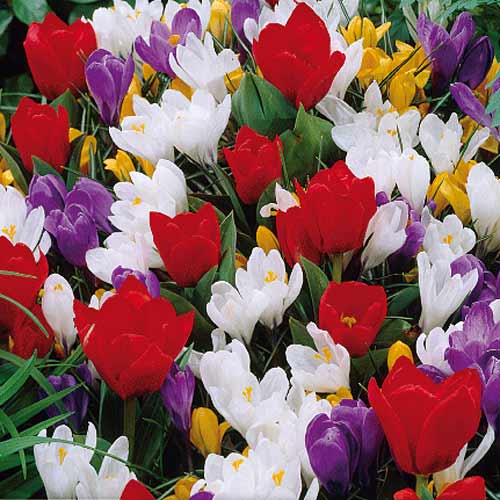 Суперпредложение! Комплект тюльпанов, крокусов из 25-ти луковиц изображение 1 артикул 67545