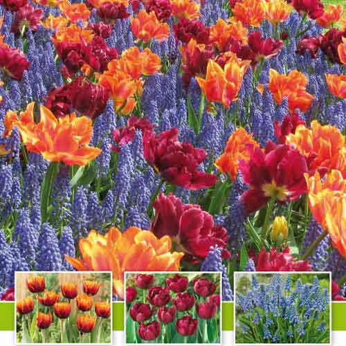 Суперпредложение! Комплект тюльпанов, мускари из 30-ти луковиц изображение 1 артикул 67548