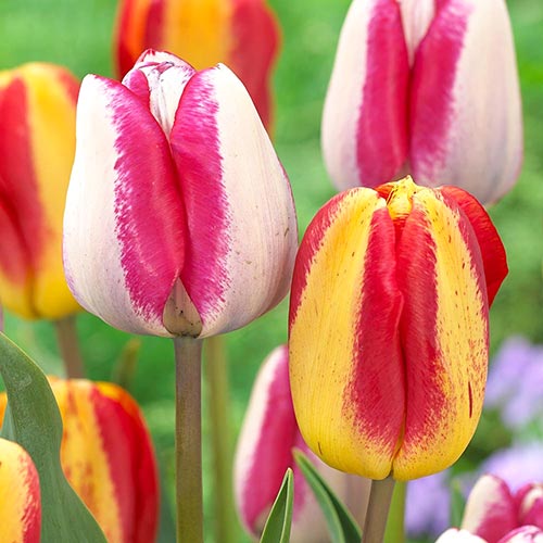 Суперпредложение! Комплект тюльпанов Триумф из 25-ти луковиц изображение 1 артикул 67921