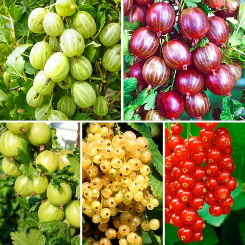 Суперпредложение! Комплект Уральские ягоды из 5 саженцев артикул фото 1 Суперпредложение! Комплект Уральские ягоды из 5 саженцев изображение 1 артикул 8109