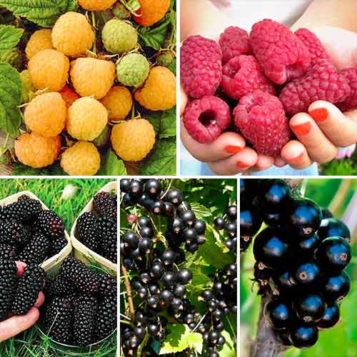 Суперпредложение! Комплект Урожайное лето из 5 саженцев изображение 1 артикул 7587