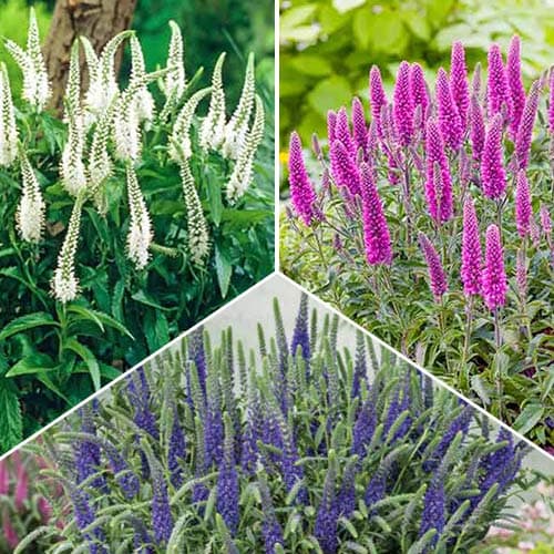 Вероника, микс артикул фото 1 Вероника, микс изображение 1 артикул 76152