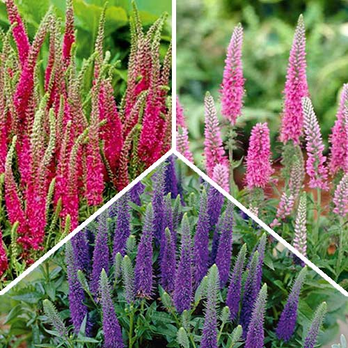 Суперпредложение! Комплект декоративных Вероник Микс из 3-х сортов изображение 1 артикул 2988